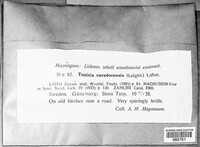 Media resource of Hypocenomyce caradocensis